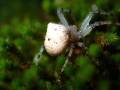 Kaira alba