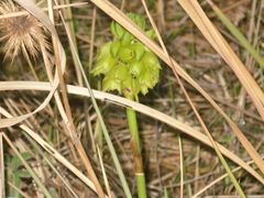 Orthochilus foliosus