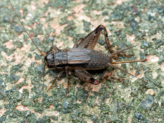 Loxoblemmus