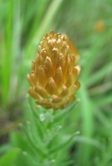 Helichrysum argyrolepis