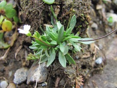 Draba supranivalis