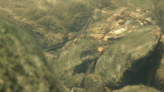 Glossogobius illimis