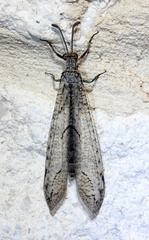 Nemoleontinae