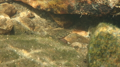 Glossogobius illimis