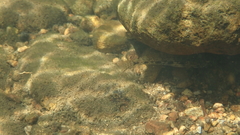 Glossogobius illimis