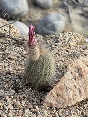 Echinocereus sciurus