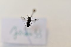 Hylaeus hyalinatus