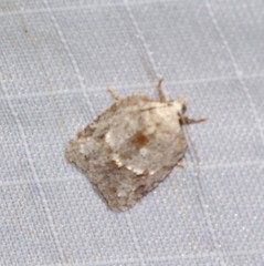 Acleris placidana