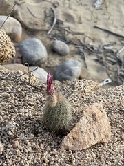 Echinocereus sciurus