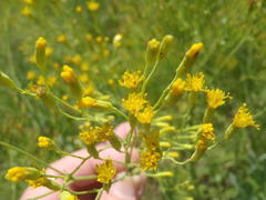 Senecio isatidioides