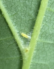 Aphelinidae