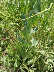 Senecio isatidioides