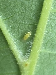 Aphelinidae