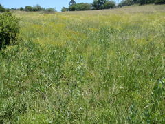 Senecio isatidioides