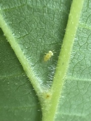 Aphelinidae