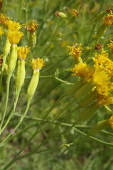 Senecio isatidioides