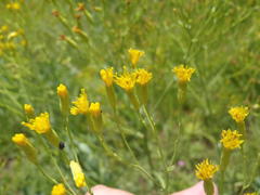 Senecio isatidioides