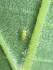 Aphelinidae