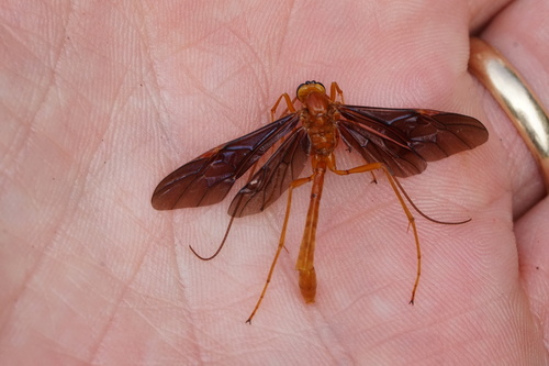 Ophion slossonae