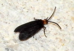 Acoloithus falsarius