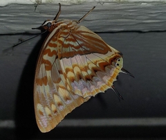Charaxes cynthia kinduana