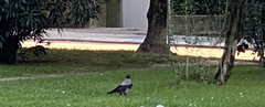 Corvus cornix