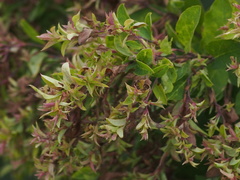 Leycesteria