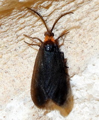 Acoloithus falsarius