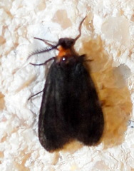 Acoloithus falsarius