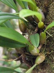 Bulbophyllum mysorense