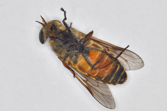 Hybomitra distinguenda