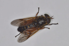 Hybomitra distinguenda