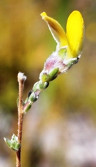 Aspalathus intervallaris