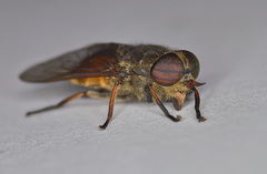 Hybomitra distinguenda