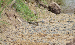 Caprimulgus asiaticus