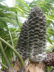 Ceratozamia
