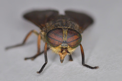 Hybomitra distinguenda