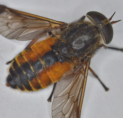 Hybomitra distinguenda