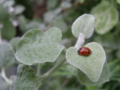 Coccinella septempunctata