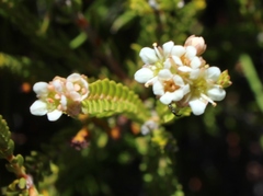 Diosma oppositifolia