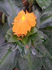 Chamaecostus cuspidatus