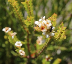 Diosma oppositifolia
