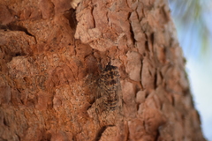 Cicada barbara lusitanica