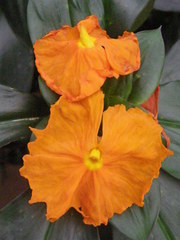 Chamaecostus cuspidatus