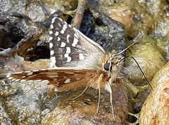 Pyrgus cirsii