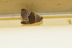 Cobubatha hippotes
