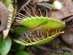 Dionaea muscipula