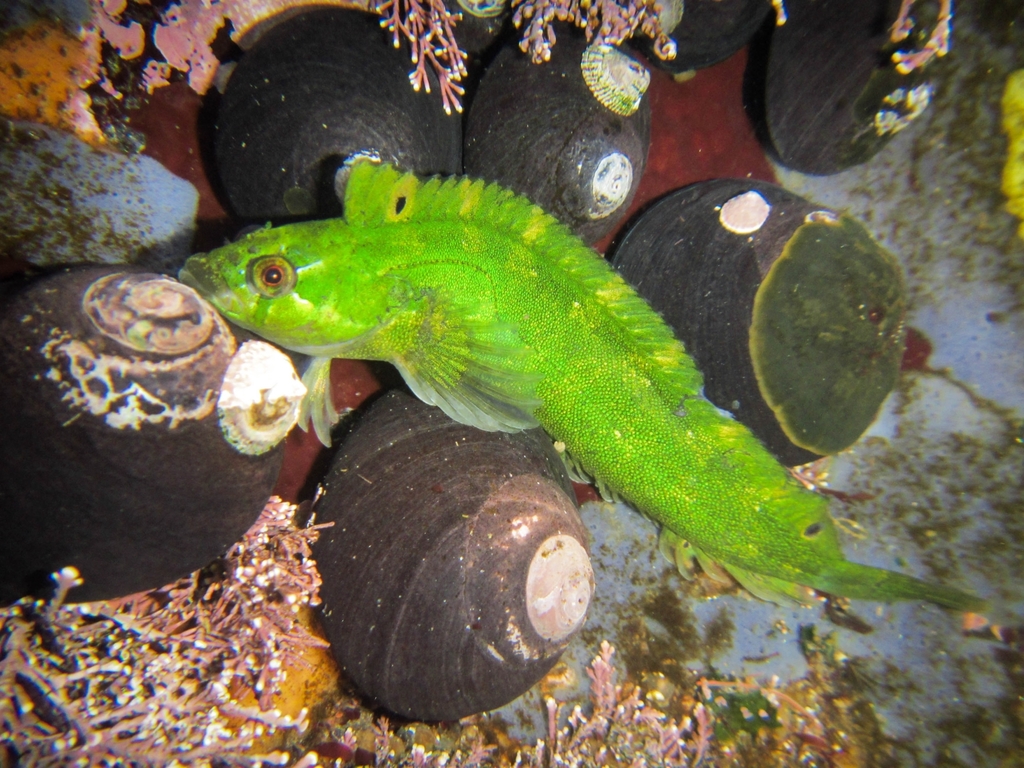 Blennies (Blennioidei) - Marine Life Identification