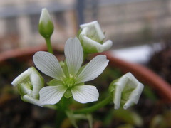 Dionaea muscipula