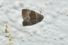 Cobubatha hippotes